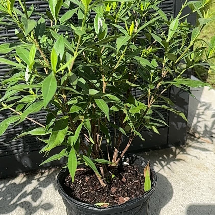 Photo of the plant species Frost Proof Gardenia by @PeakAgave98 named Cleopatra on Greg, the plant care app