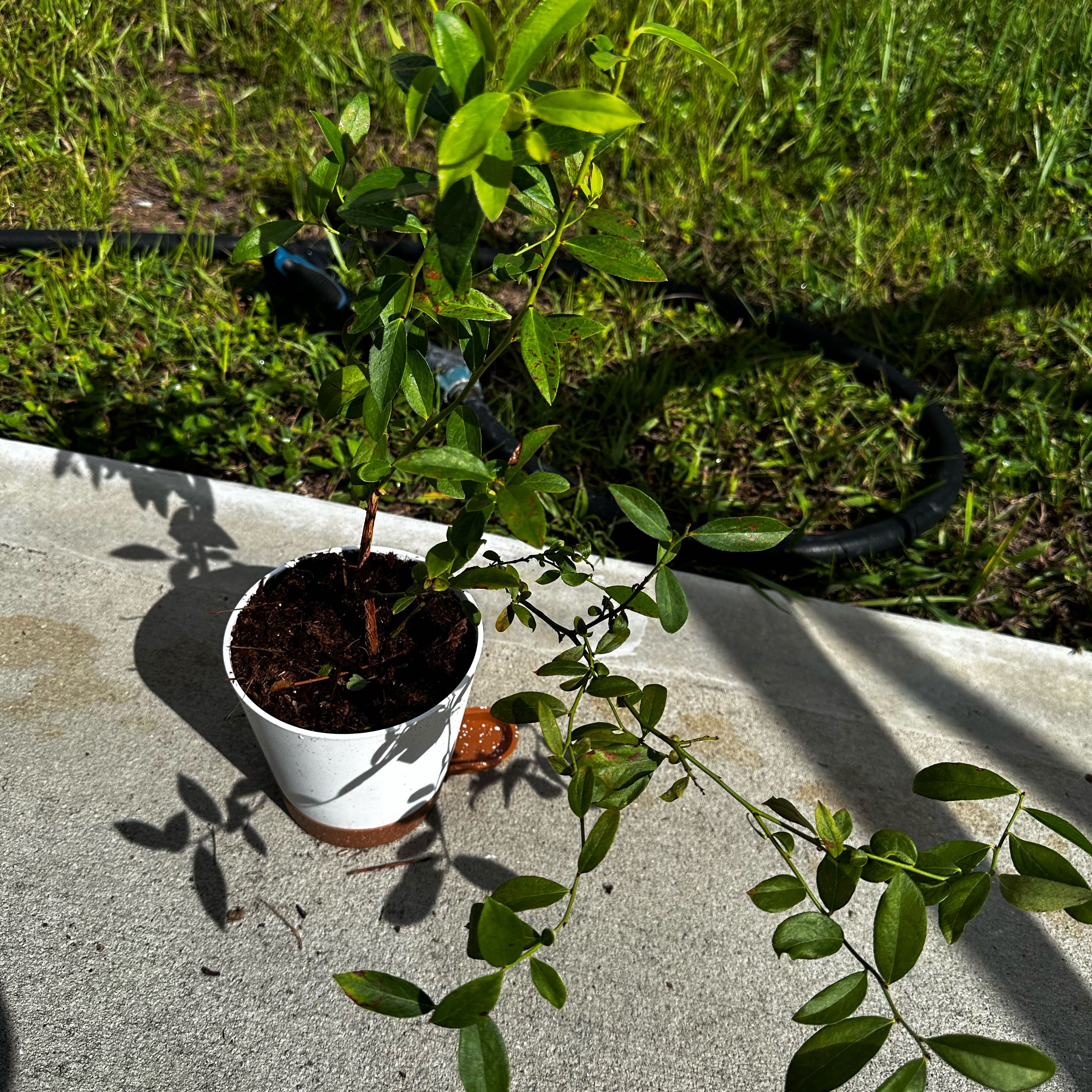 Photo of the plant species Blueberry Pink by @PeakAgave98 named Bieber on Greg, the plant care app