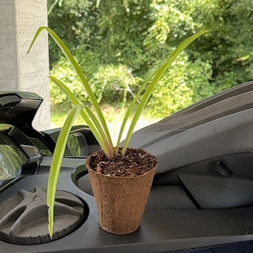 Photo of the plant species Polianthes tuberosa by @PeakAgave98 named Elina on Greg, the plant care app