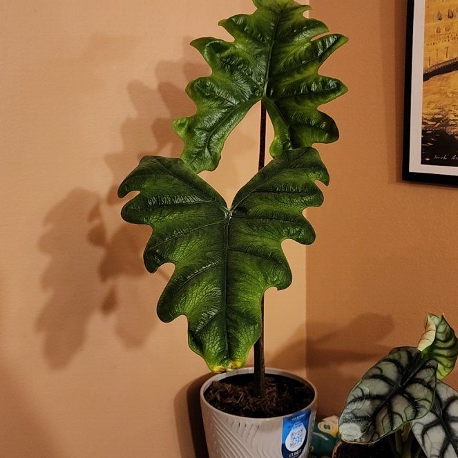 Photo of the plant species Alocasia Tundurusa by @StrategicRadish named Harper on Greg, the plant care app
