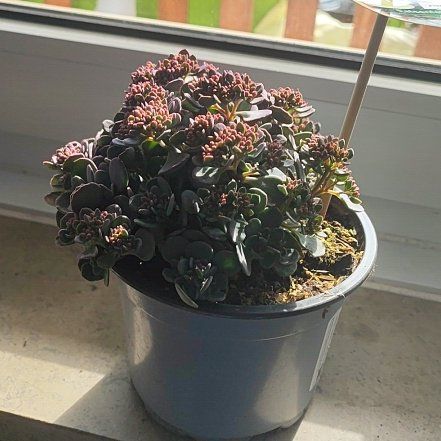 Photo of the plant species Sedum cauticola by @FabAudreyficus named Sage on Greg, the plant care app