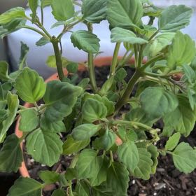 Photo of the plant species Plectranthus 'Album' by @SirJavafern91 named Madonna on Greg, the plant care app