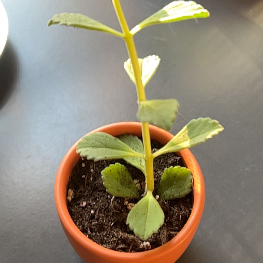 Photo of the plant species Coleus comosus by @SirJavafern91 named Bodhi on Greg, the plant care app