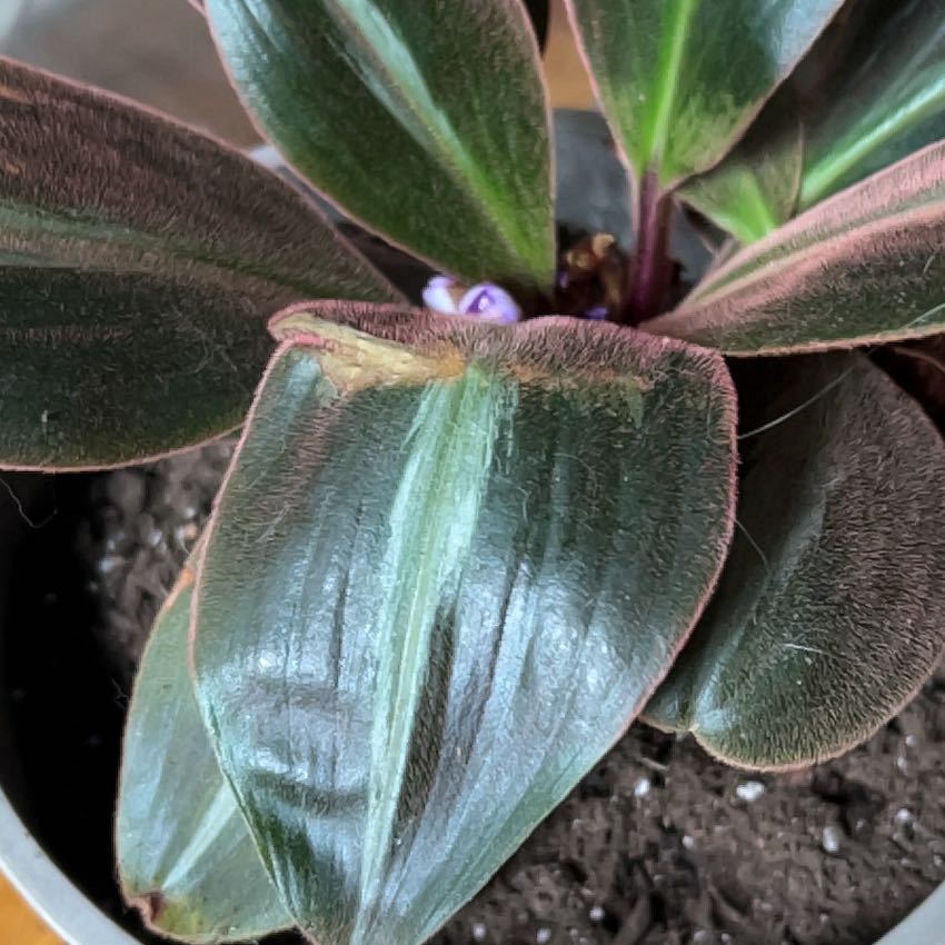 Photo of the plant species Brown Spiderwort by @SirJavafern91 named Cleopatra on Greg, the plant care app