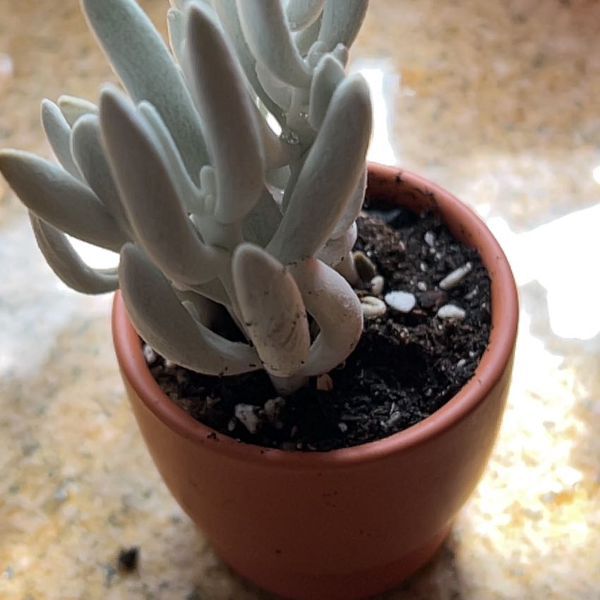 Photo of the plant species Bright Green Dudleya by @SirJavafern91 named Lebron on Greg, the plant care app