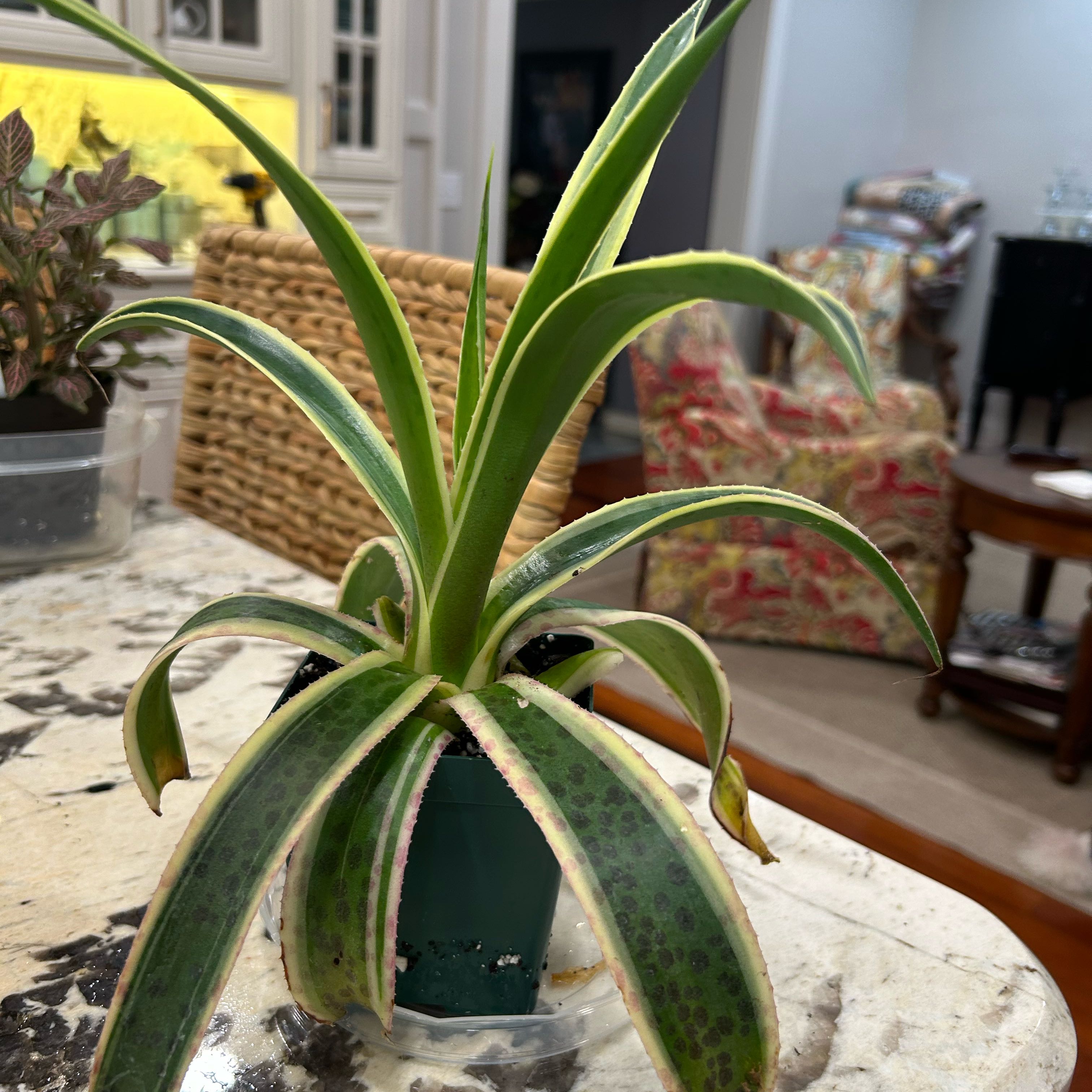Photo of the plant species Mangave 'Snow Leopard' by @OrganicKaro named Bella on Greg, the plant care app
