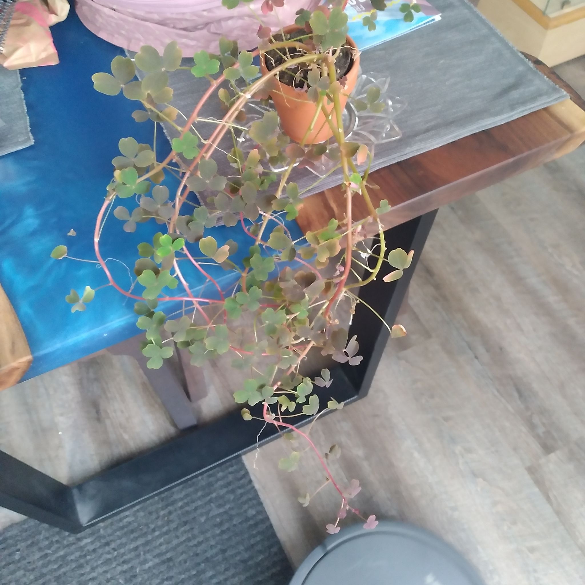 Photo of the plant species Volcanic Sorrel 'Zinfandel' by @LordXyanoxantha named Vulcan on Greg, the plant care app