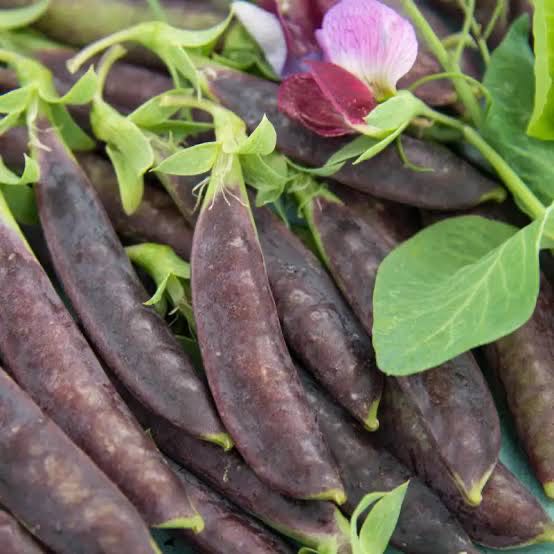 Photo of the plant species Peas by @RousingFanpalm named Sugar Magnolia Peas on Greg, the plant care app