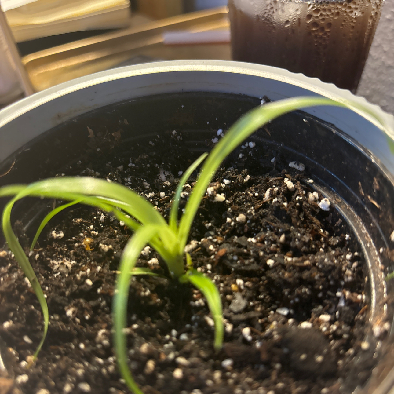 Photo of the plant species Bromelaid by @HappySweetbasil named Zeus on Greg, the plant care app