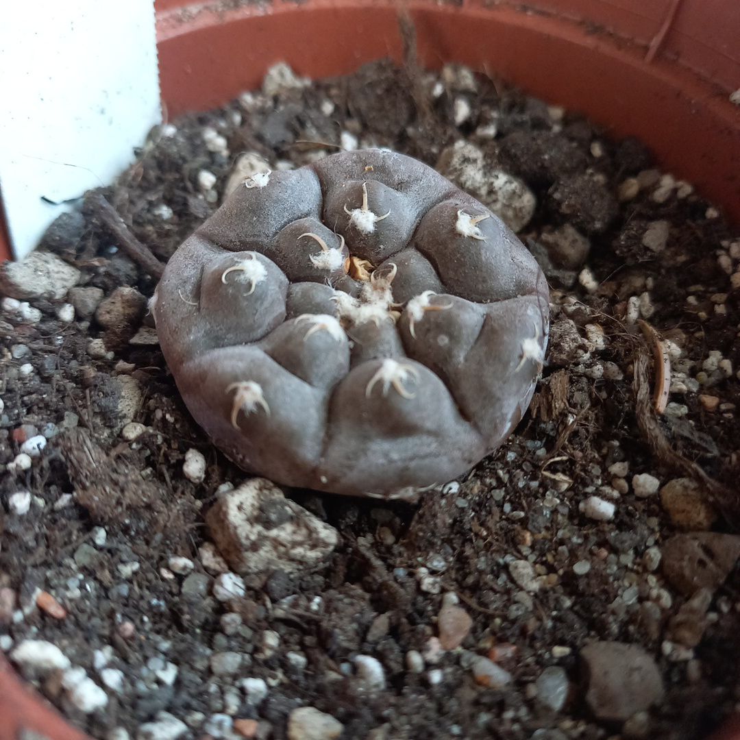 Photo of the plant species Assorted Gymnocalycium by @Corolla named Turd on Greg, the plant care app