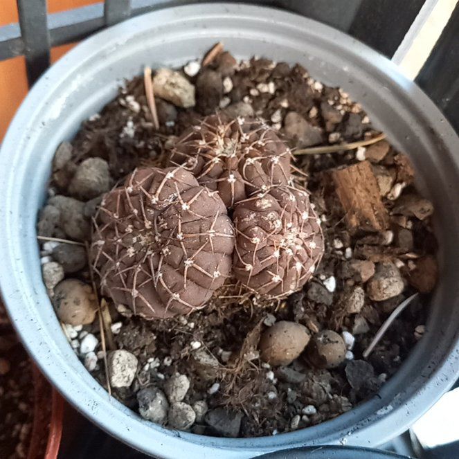 Photo of the plant species Assorted Gymnocalycium by @Corolla named Andrew on Greg, the plant care app