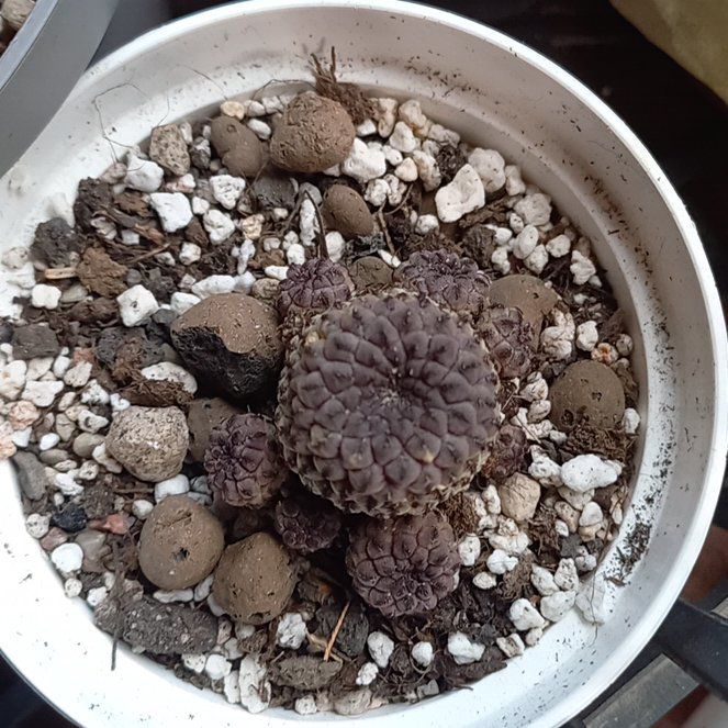 Photo of the plant species Rebutia canigueralii by @Corolla named Sus on Greg, the plant care app