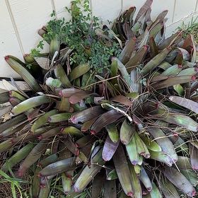 Photo of the plant species Painted Fingernail Bromeliad by @HotSilverbracts named Bitch on Greg, the plant care app