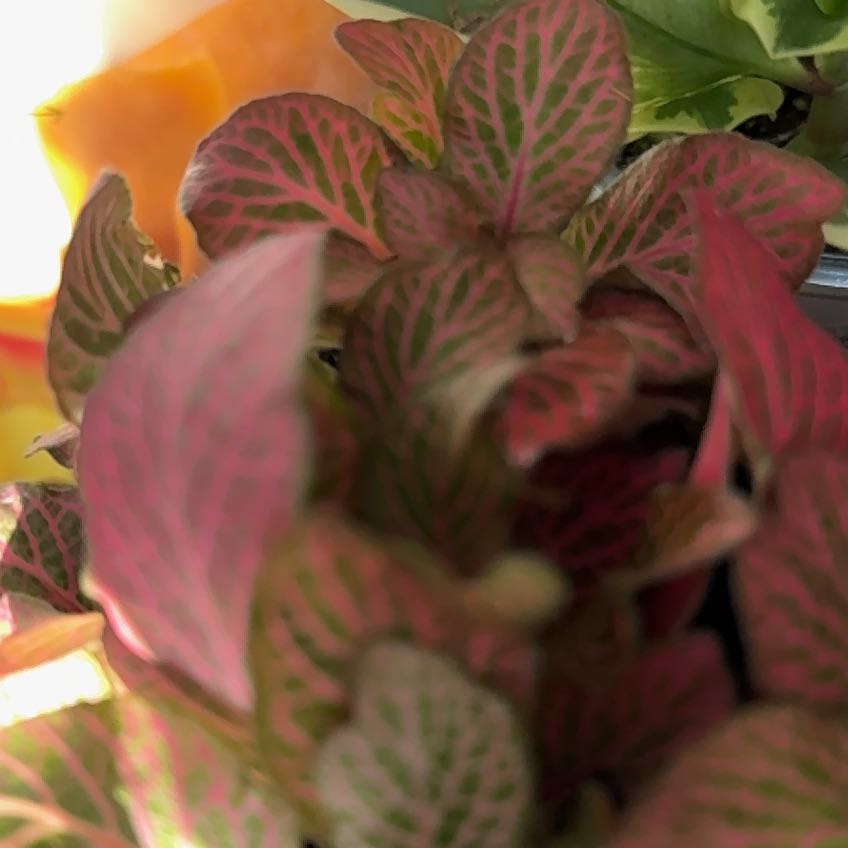 Photo of the plant species Nerve Plant 'Forest' by @LushBowmansroot named Sahara on Greg, the plant care app