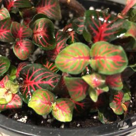 Photo of the plant species Nerve Plant by @ZealousCosmo32 named Marley on Greg, the plant care app