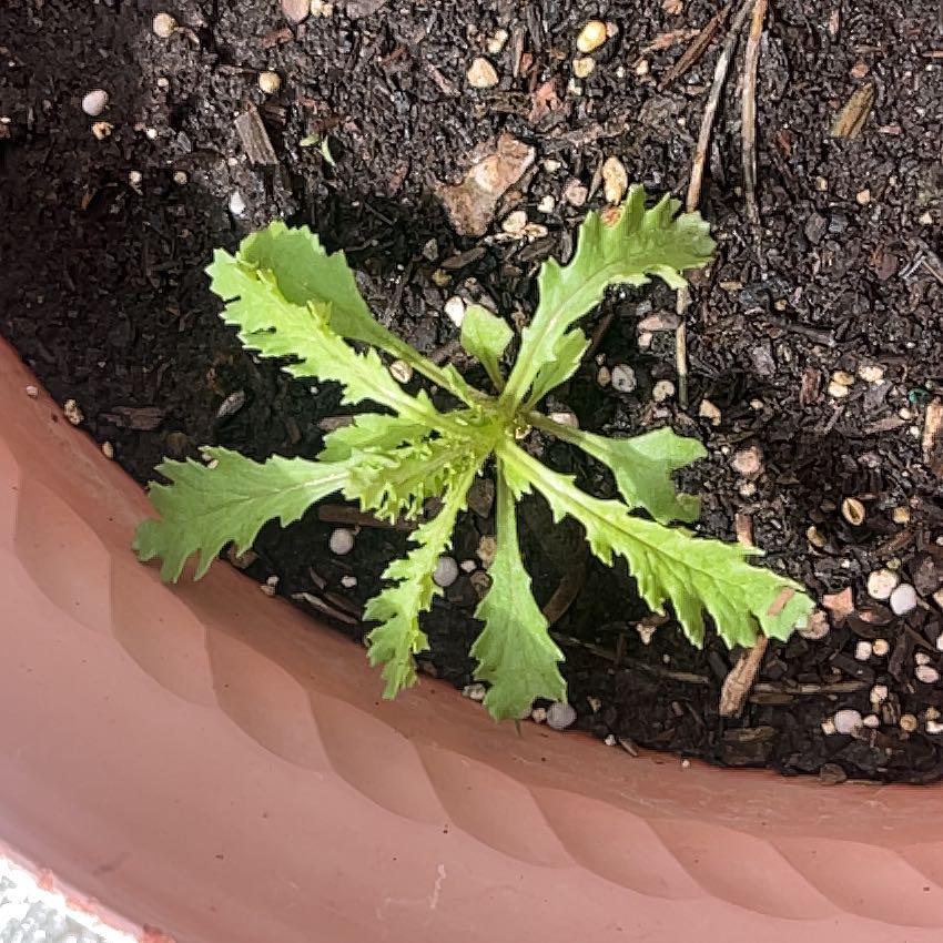 Photo of the plant species Wormseed by @GutsyPaperwhite named Madonna on Greg, the plant care app