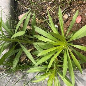 Photo of the plant species Canadian Fleabane by @GutsyPaperwhite named Aristotle on Greg, the plant care app