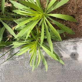 Photo of the plant species Canadian Fleabane by @GutsyPaperwhite named Sigmund on Greg, the plant care app