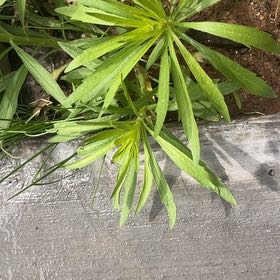 Photo of the plant species Canadian Fleabane by @GutsyPaperwhite named Bruce Lee on Greg, the plant care app