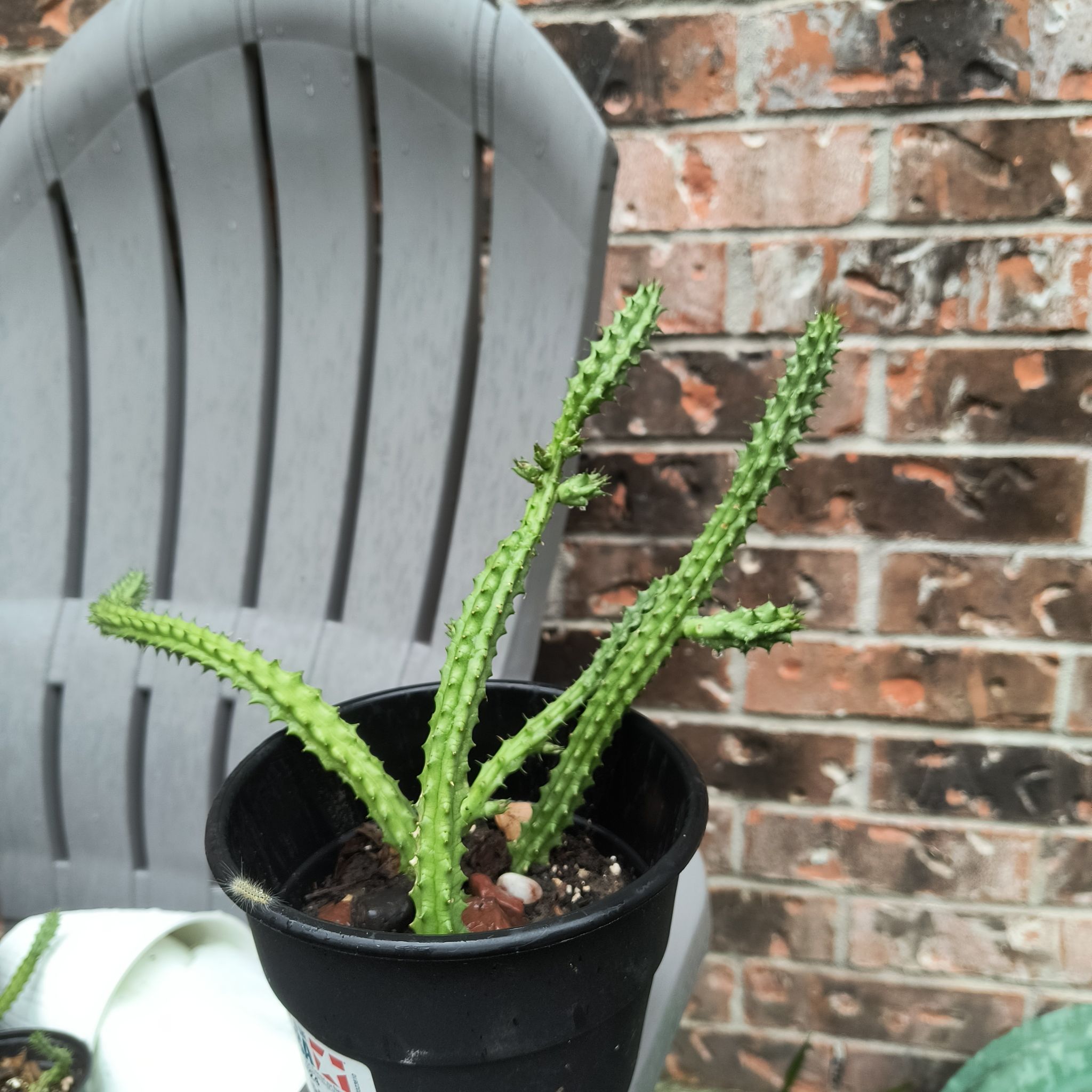 Photo of the plant species Red Dragon Flower by @PersephoneAlata named 'Dusa on Greg, the plant care app