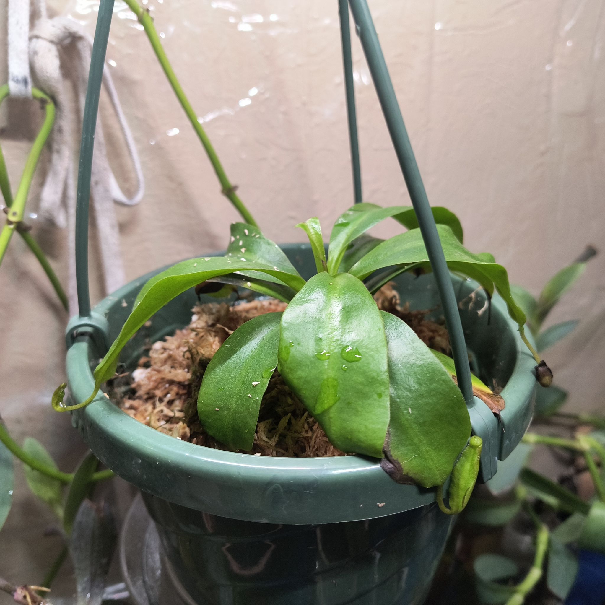 Photo of the plant species Boschs Pitcher Plant by @PersephoneAlata named Circe on Greg, the plant care app