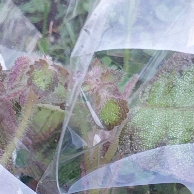 Photo of the plant species Giant Rhubarb by @IntenselyRedlog named Foxxy on Greg, the plant care app