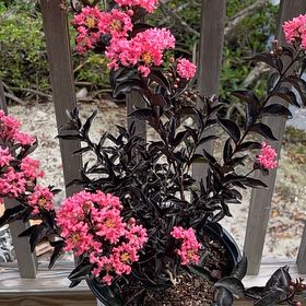 Photo of the plant species Cape Myrtle by @UnrivalledPlain named Tree Diddy on Greg, the plant care app
