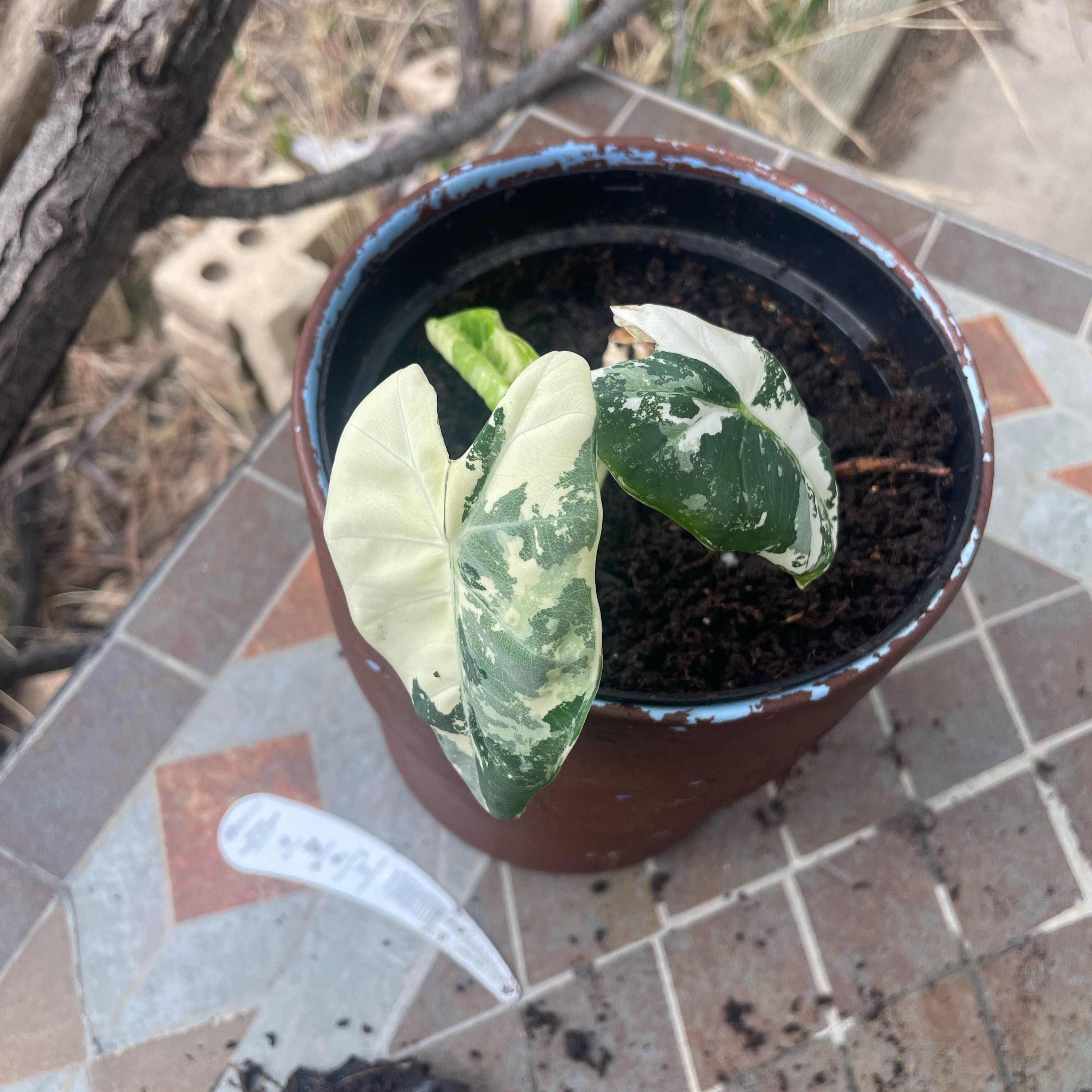 Photo of the plant species Variegated Alocasia frydek by @SalientNapaea71 named Baesil on Greg, the plant care app