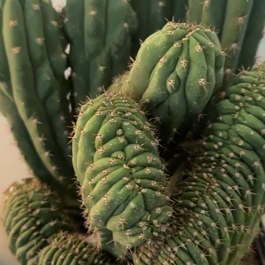 Photo of the plant species Crested San Pedro Cactus by @SalientRedlion named Ashley on Greg, the plant care app