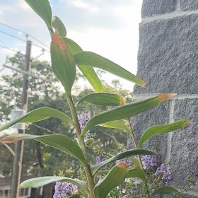 Photo of the plant species Asiatic Lily by @BubblySpiderman named Homer on Greg, the plant care app