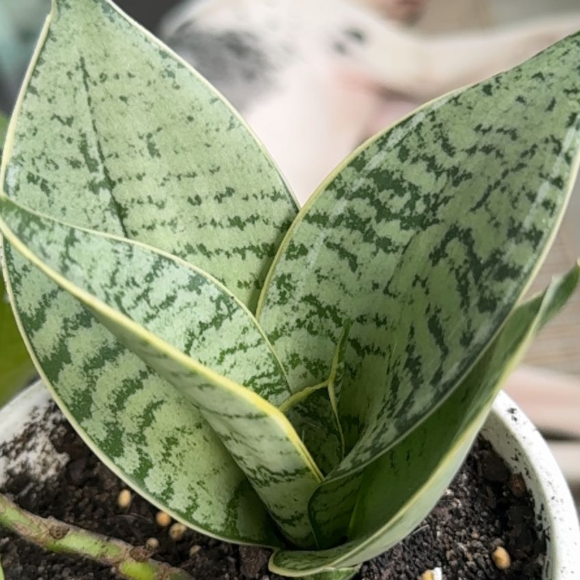 Photo of the plant species Dracaena hahnii 'White Edge' by @BubblySpiderman named Spike Leaves on Greg, the plant care app