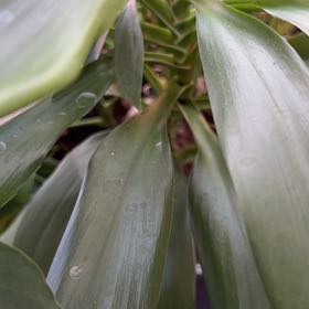 Photo of the plant species Broad Leaved Palm Lily by @PiousTeucridium named Duke on Greg, the plant care app