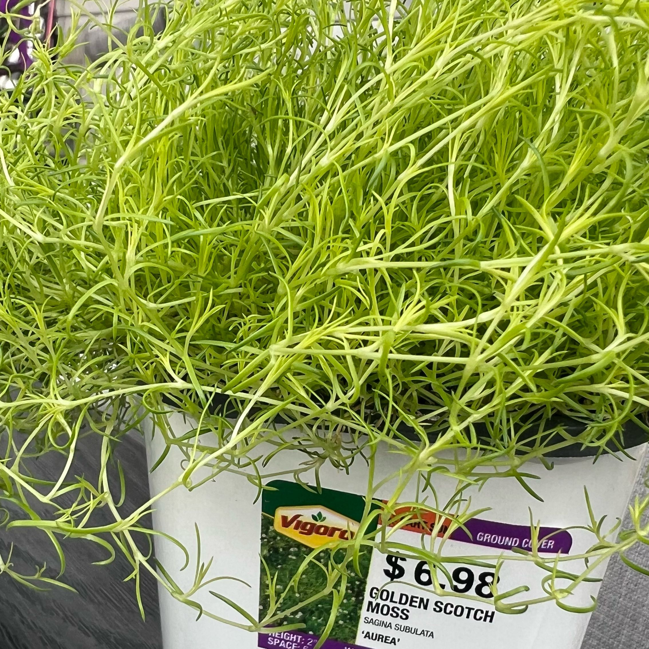 Photo of the plant species Irish Moss by @PiousTeucridium named Tree Diddy on Greg, the plant care app