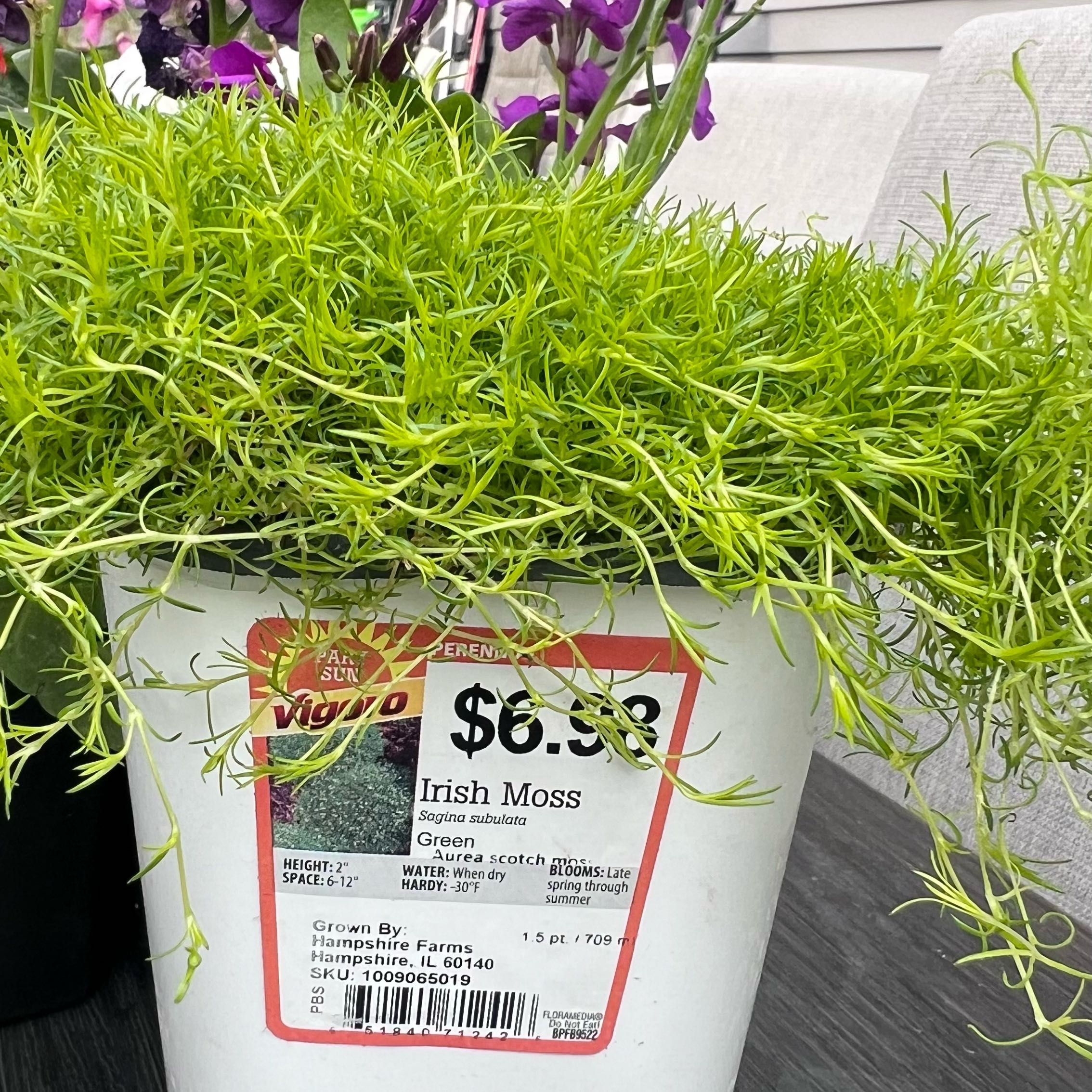 Photo of the plant species Irish Moss by @PiousTeucridium named Dax on Greg, the plant care app
