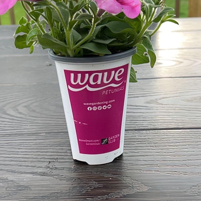 Photo of the plant species Wave Petunia by @PiousTeucridium named ChloroPhil on Greg, the plant care app