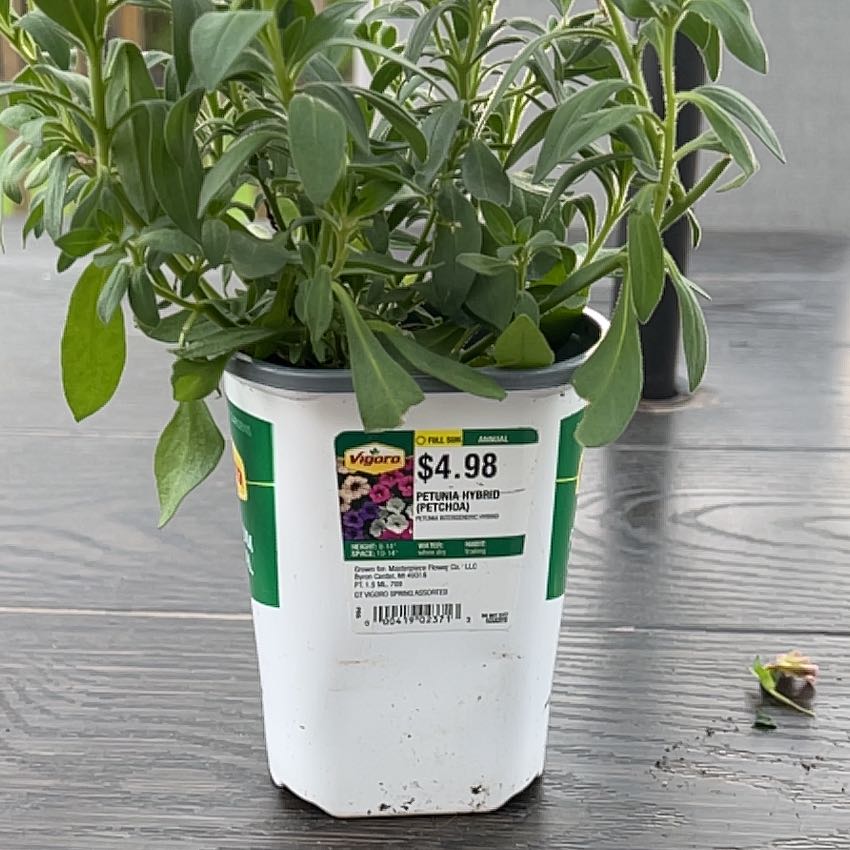 Photo of the plant species Midnight Gold Petunia by @PiousTeucridium named Orwell on Greg, the plant care app