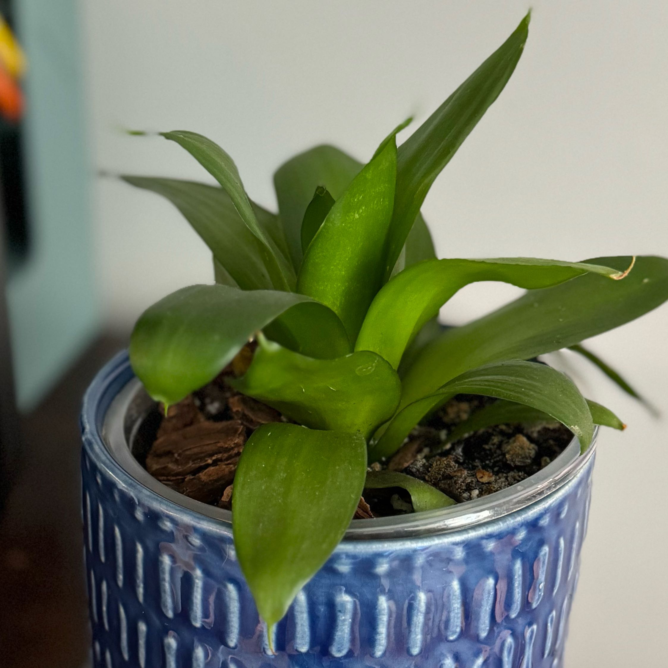 Photo of the plant species sanseveria black jade by @GoodCentro9 named Osmo on Greg, the plant care app