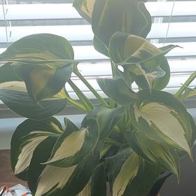 Photo of the plant species Dream Queen Hosta by @SweetPineapple named Leonardo on Greg, the plant care app