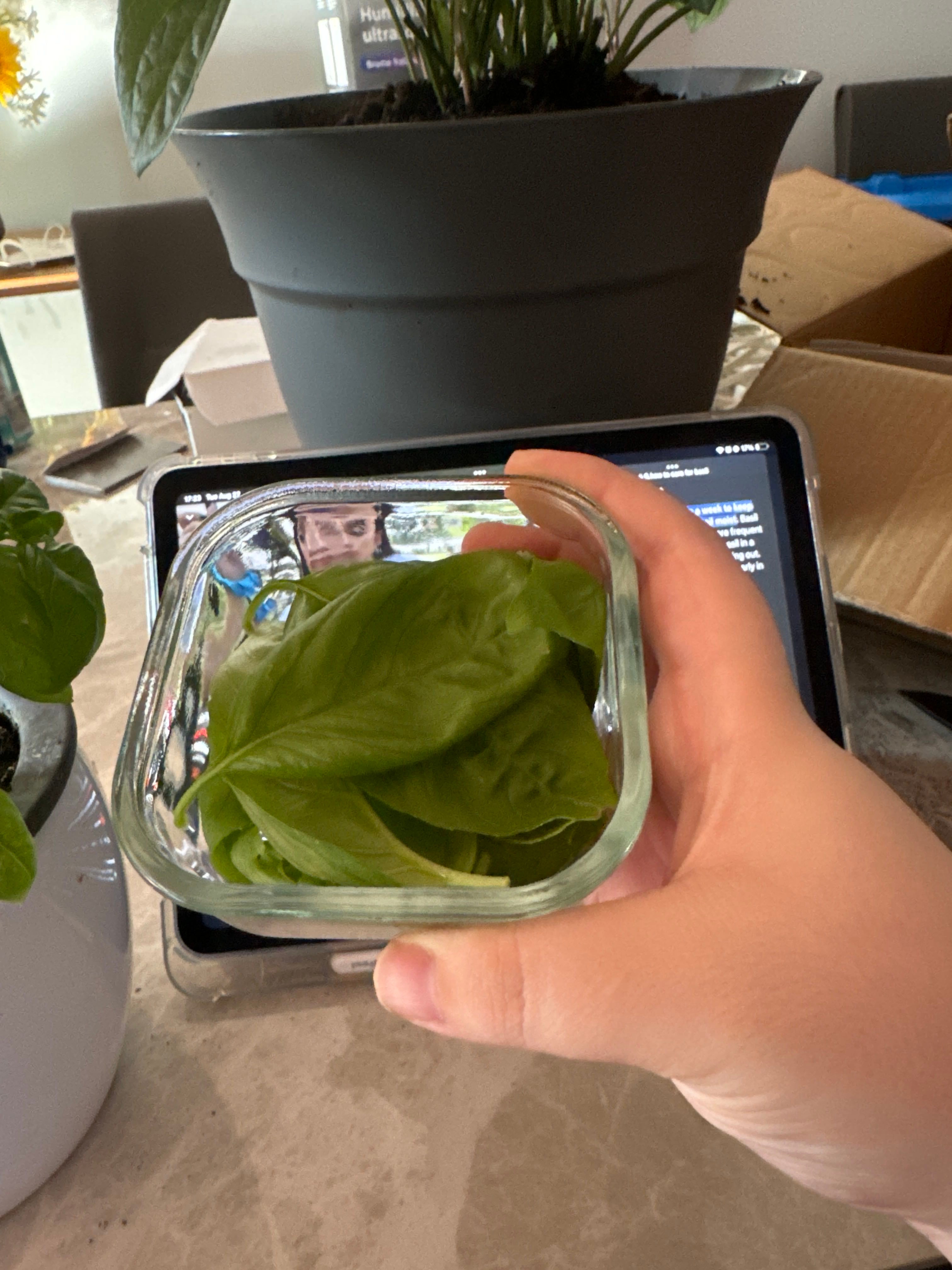 🌿 African Basil Hardiness Zones Ultimate Guide 10a11b