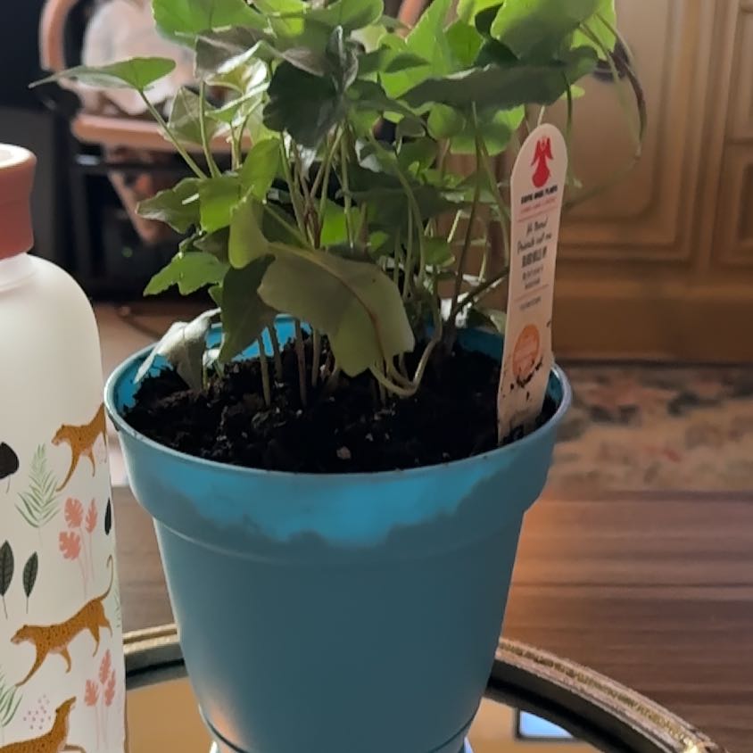 Photo of the plant species Silver Bells Ivy by @JauntyCentro44 named Orwell on Greg, the plant care app