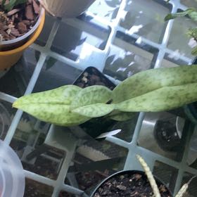 Photo of the plant species Paphiopedilum Pinocchio by @FoxyWaterripple named Elle on Greg, the plant care app