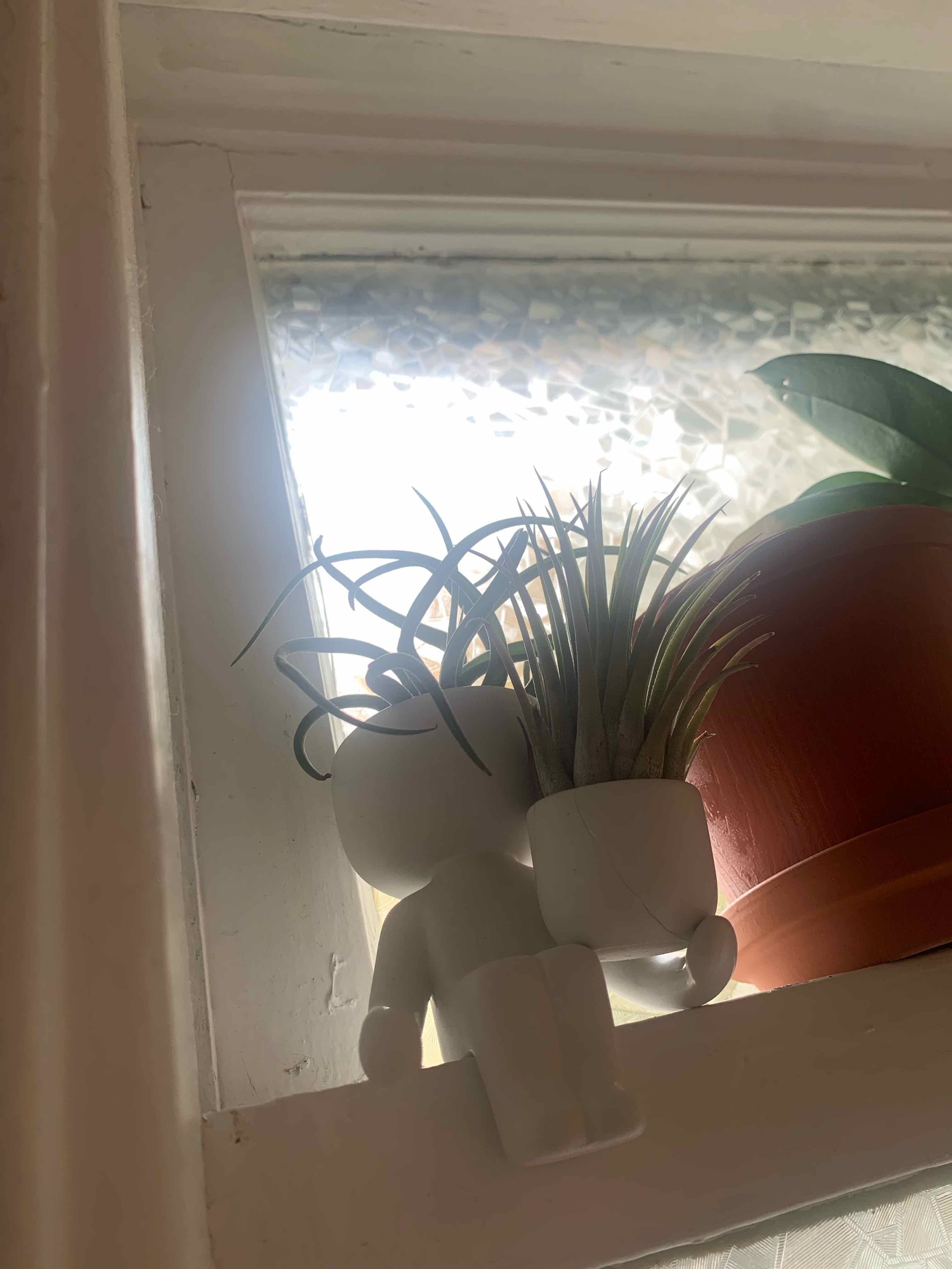 Tillandsia Erubescens plant in a small white pot on a windowsill with another potted plant.