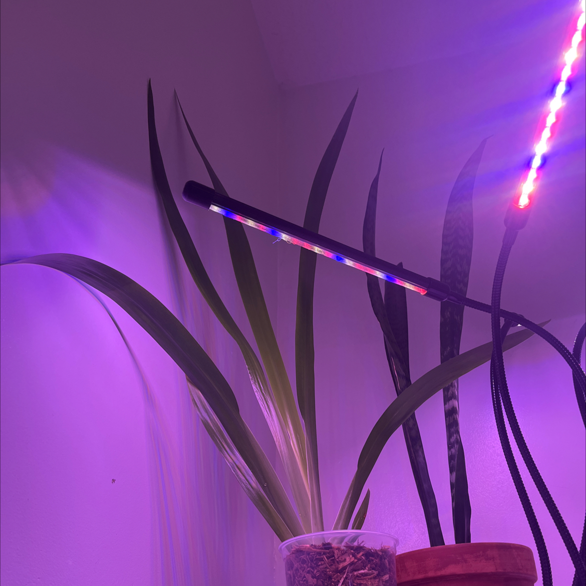 Photo of the plant species Trimezia northiana by @Willisjanne named Ginette on Greg, the plant care app