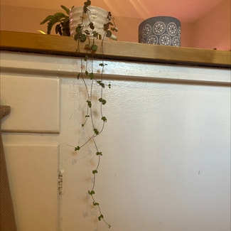 String of Hearts plant in Sherbrooke, Québec