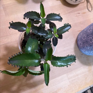 Mother of Thousands plant in Sherbrooke, Québec