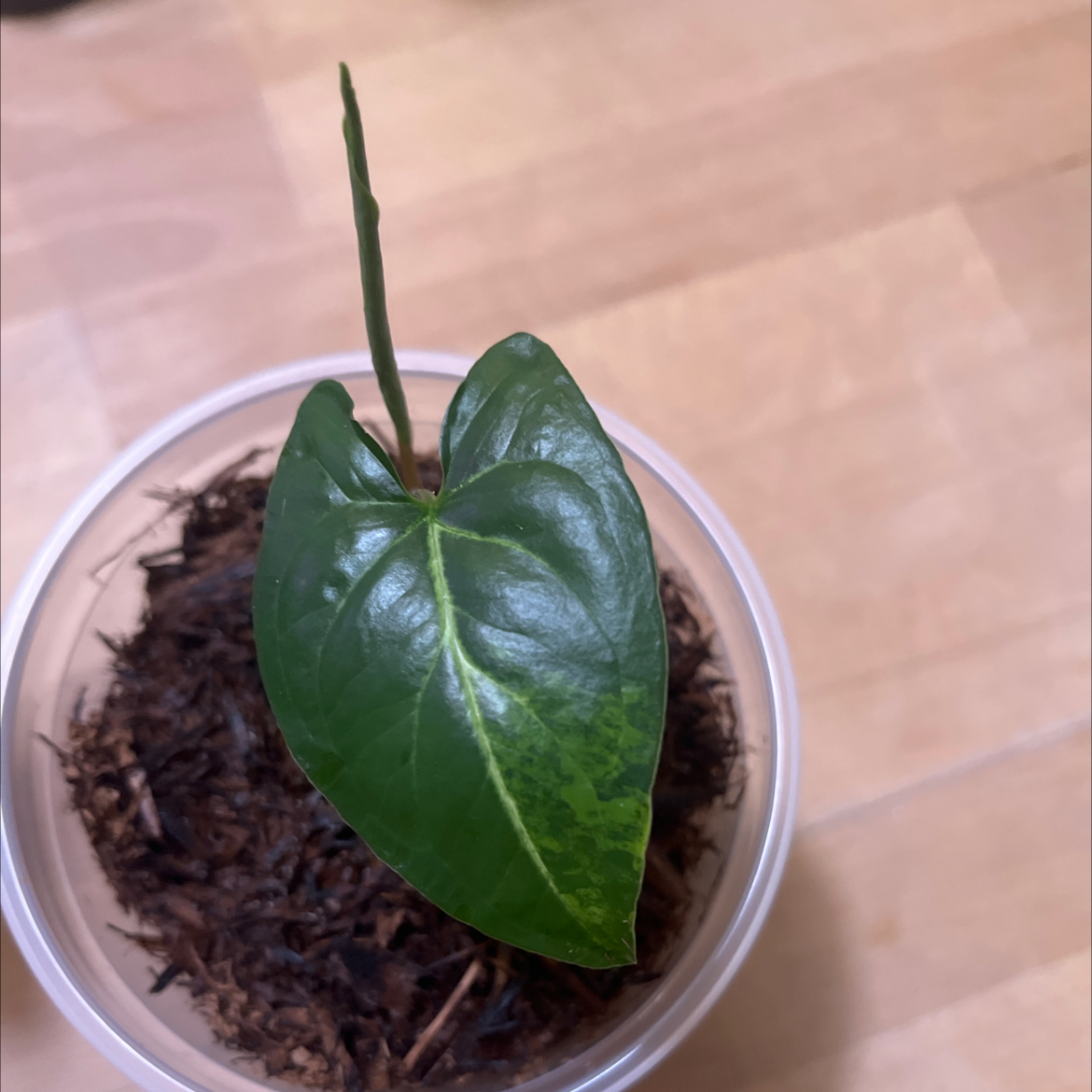 Syngonium aurea plant with one prominent leaf and visible soil in a pot.