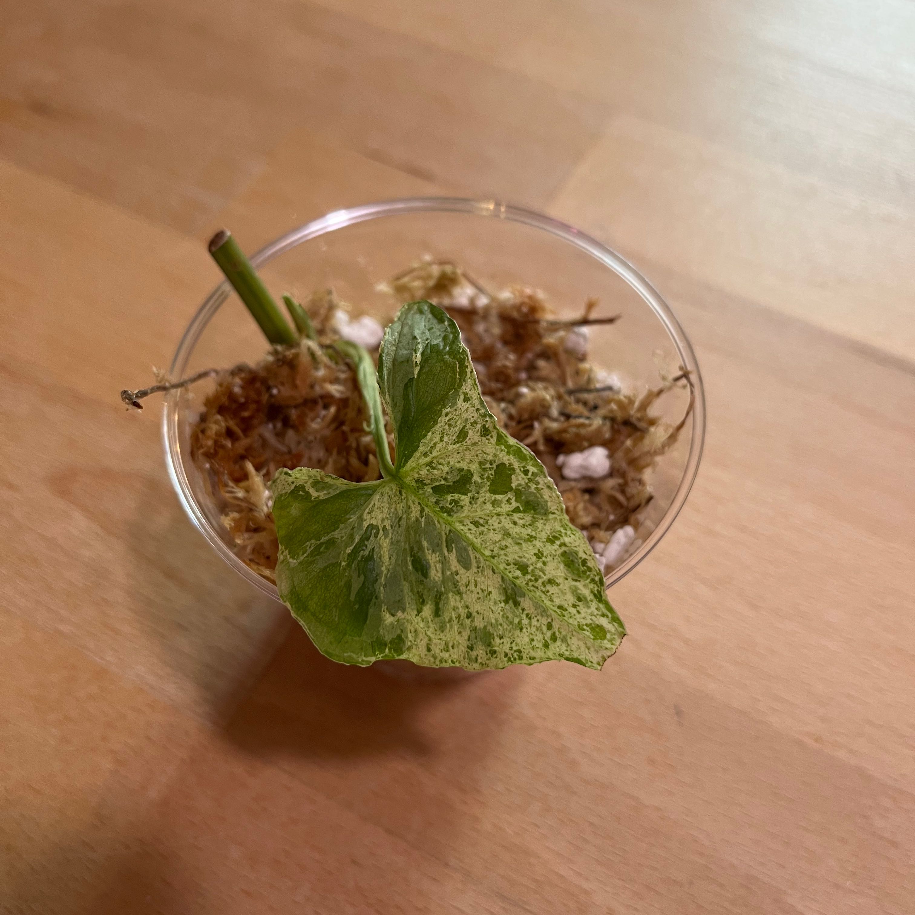 Syngonium podophyllum 'Mojito' plant with a single variegated leaf in a small transparent container.
