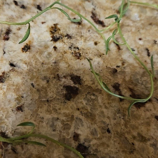 Photo of the plant species Delicate Horsetail by @GoldBlackwalnut named Mando on Greg, the plant care app