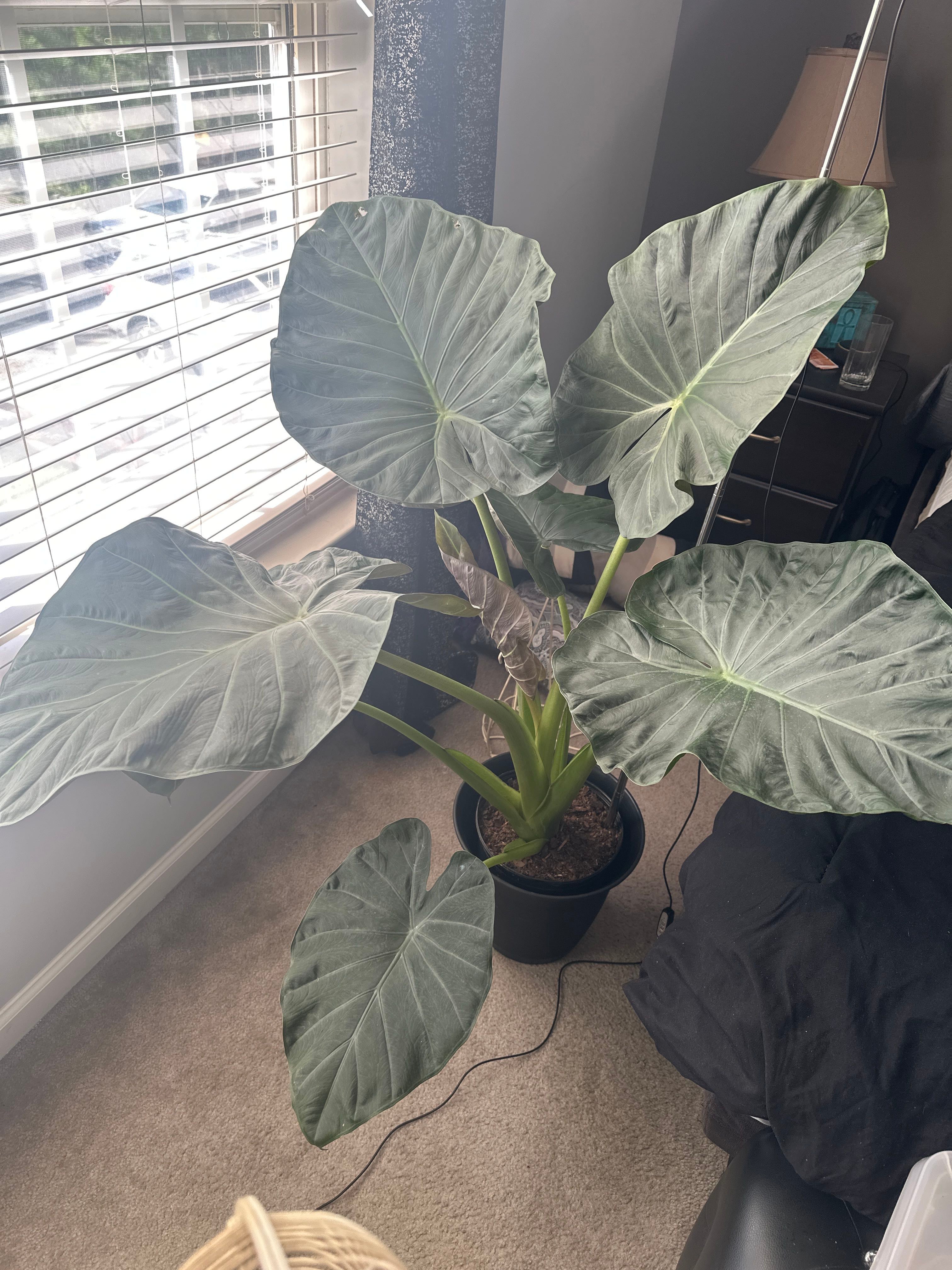 🐘 4 Key Dates for Planting Variegated Dwarf Elephant Ear