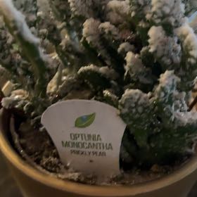 Photo of the plant species optunia cactus by @SassyTexasplume named Bodhi on Greg, the plant care app